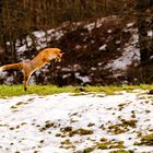 Fuchs am Mäuse ärgern