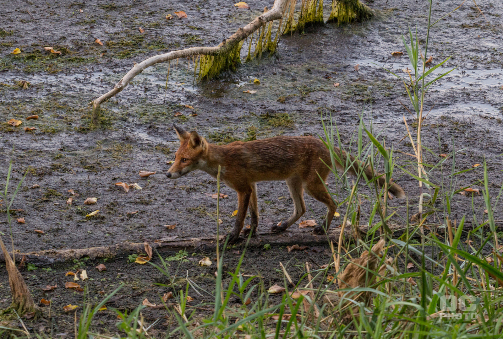 Fuchs am Morgen