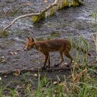 Fuchs am Morgen