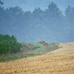 "Fuchs am Morgen"