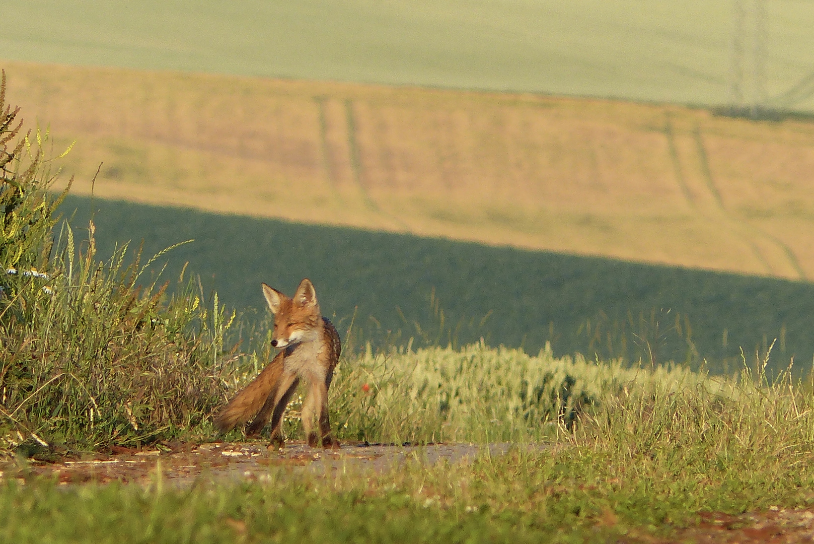 Fuchs am Morgen 