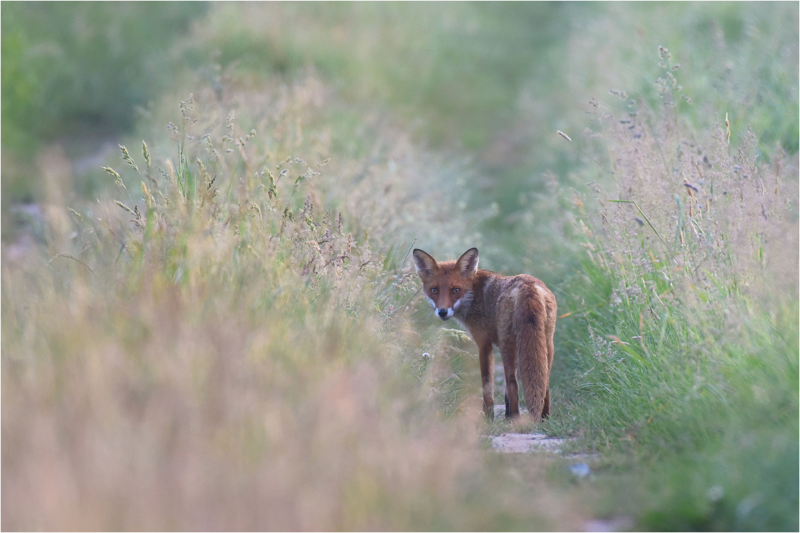 Fuchs am Morgen