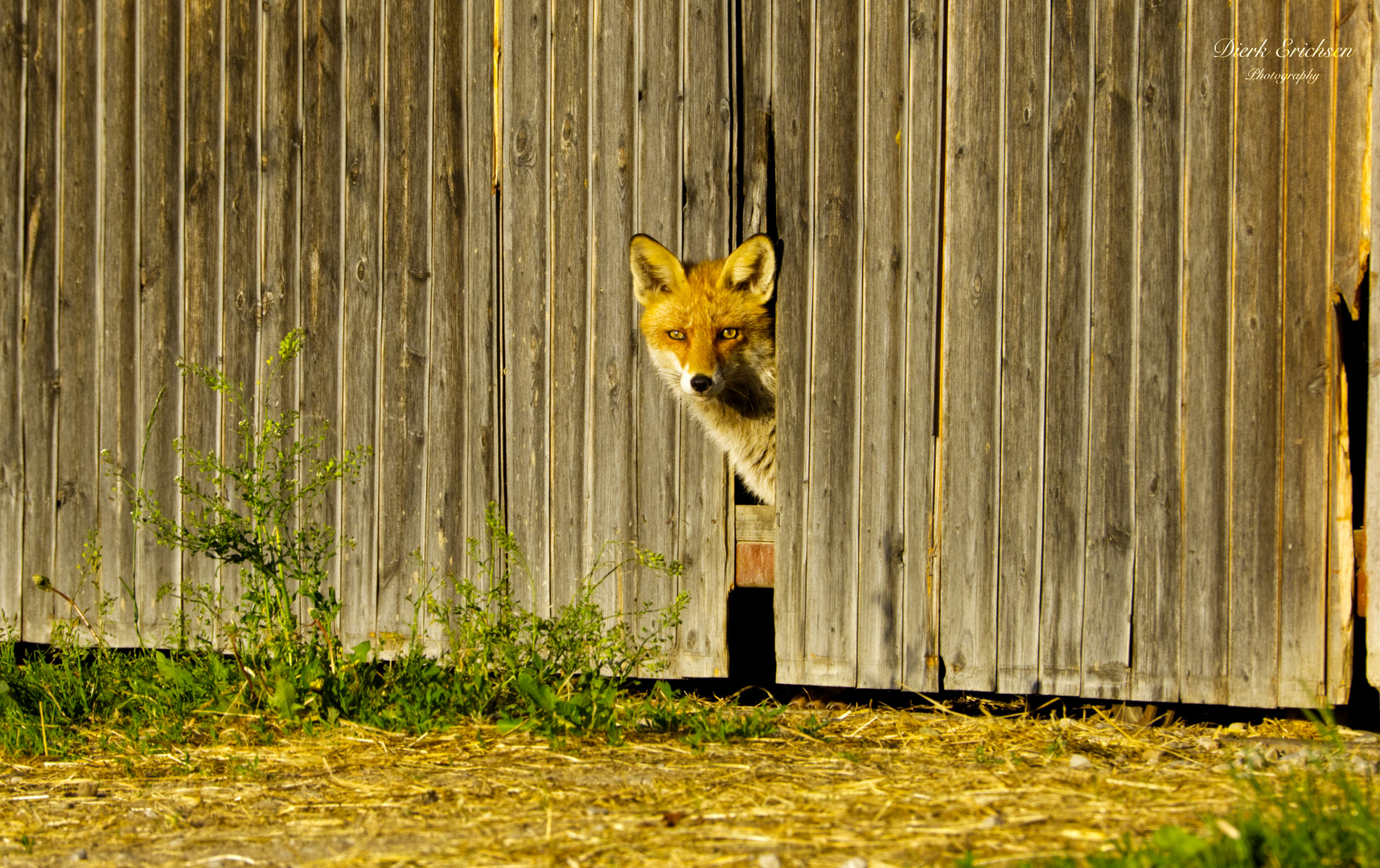 Fuchs am Morgen