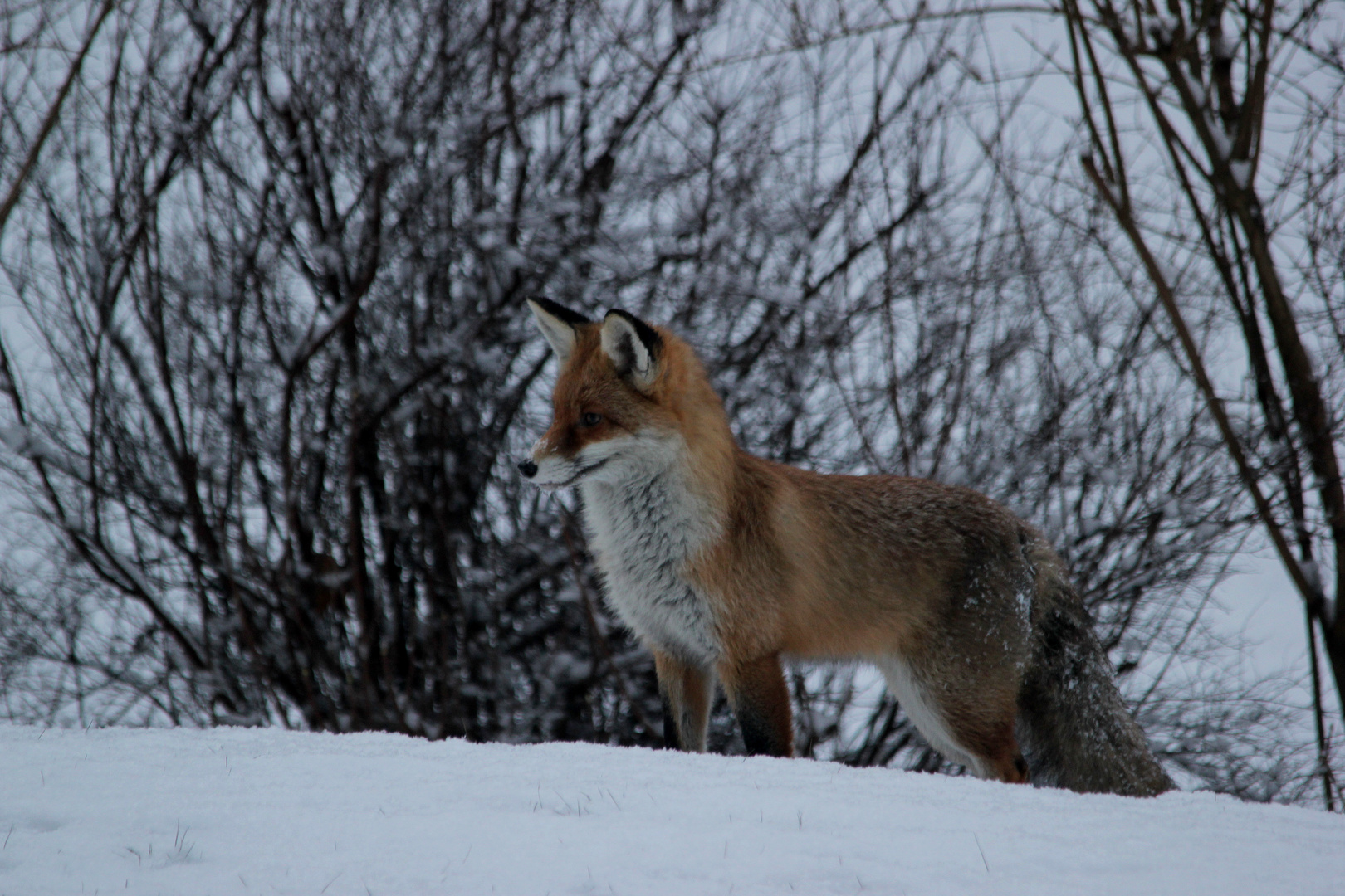 Fuchs am Morgen