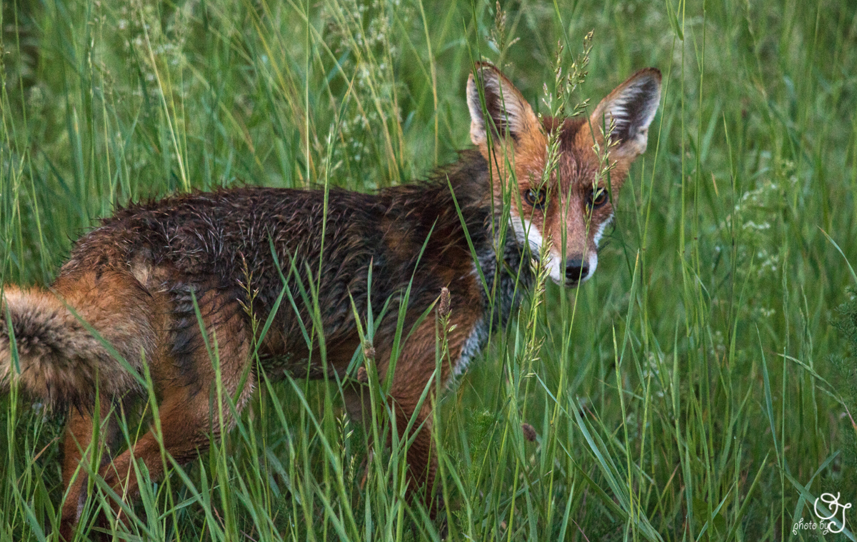 Fuchs am Morgen