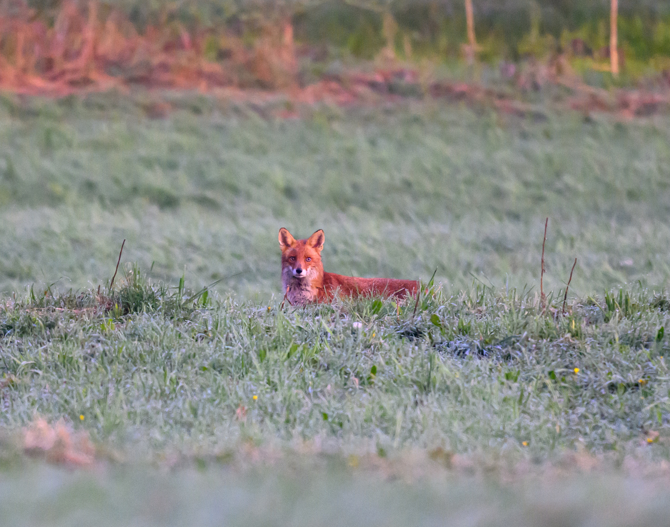 Fuchs am Morgen