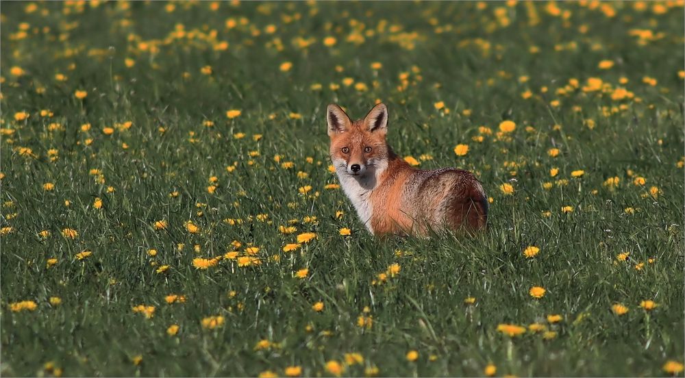 Fuchs am Morgen