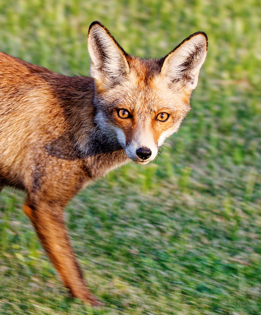 Fuchs am Roten Meer