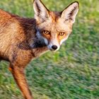 Fuchs am Roten Meer