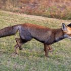 Fuchs am Roten Meer