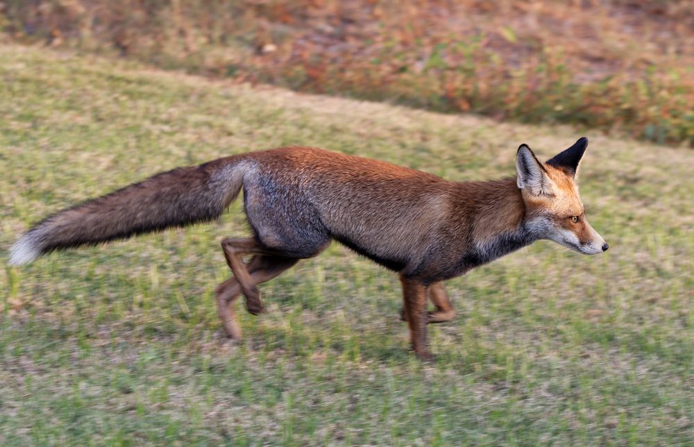 Fuchs am Roten Meer