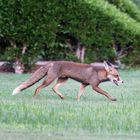 Fuchs am Roten Meer 