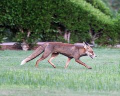 Fuchs am Roten Meer 