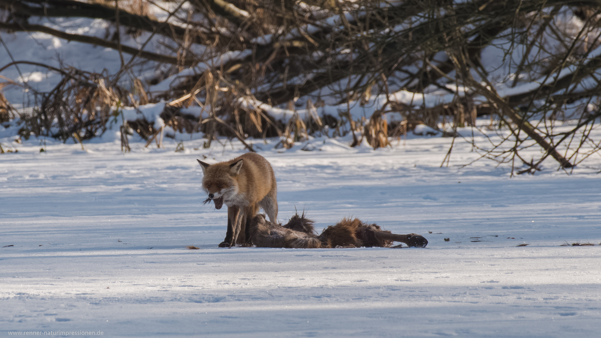 Fuchs am Rothirschkadaver