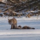 Fuchs am Rothirschkadaver