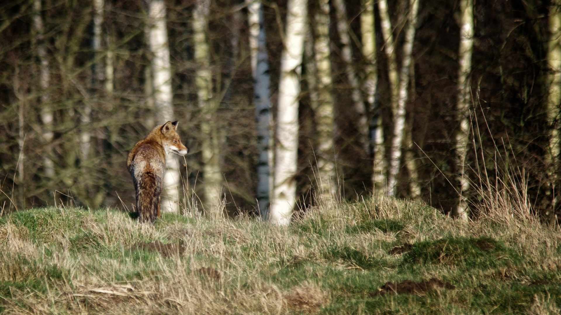 Fuchs am Ruhrufer