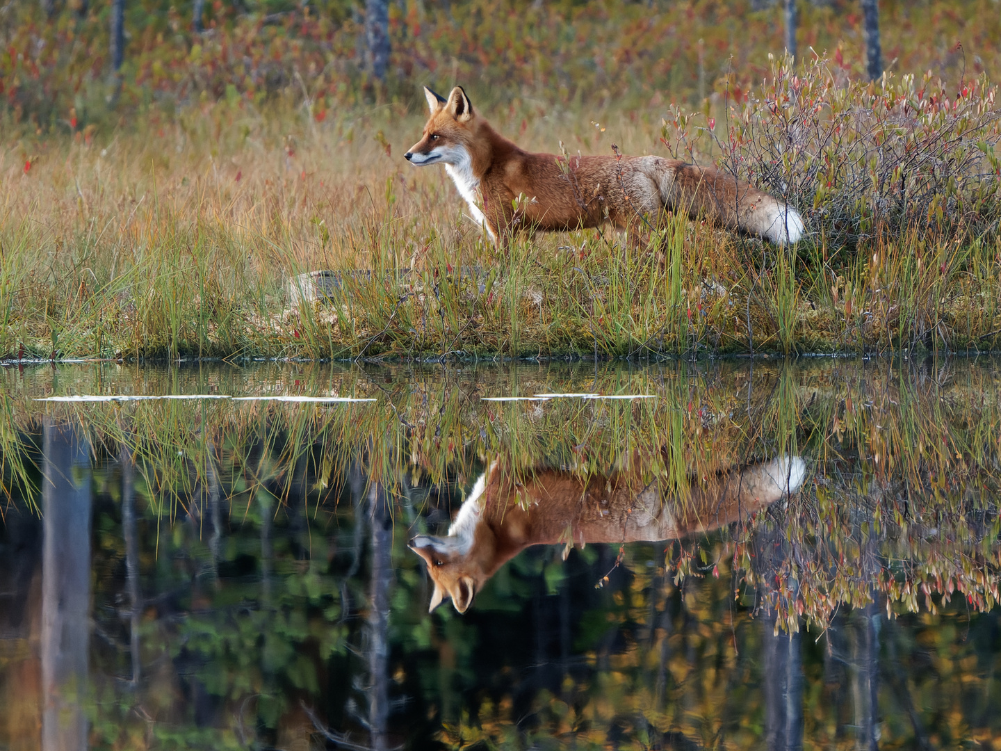 Fuchs am See