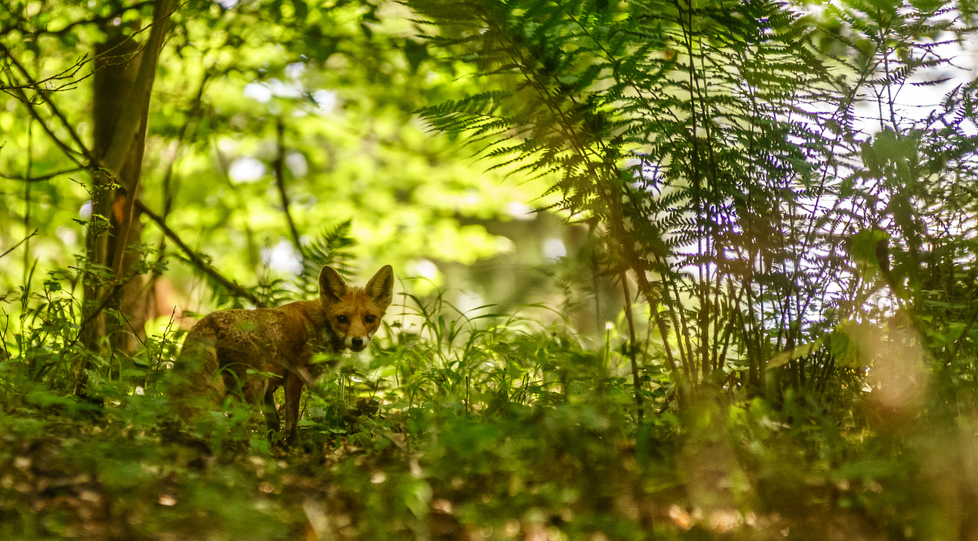 Fuchs am See