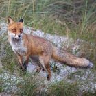 Fuchs am Strand