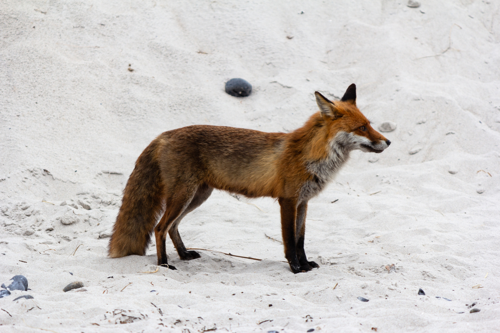 Fuchs am Strand