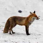 Fuchs am Strand