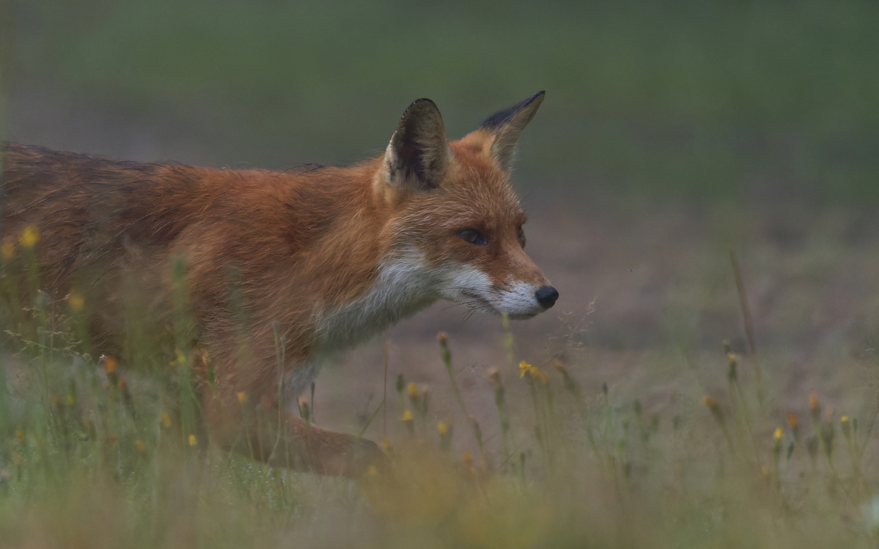 Fuchs am trüben morgen