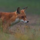 Fuchs am trüben morgen