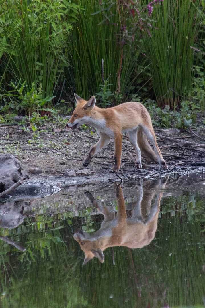 Fuchs am Ufer