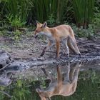 Fuchs am Ufer