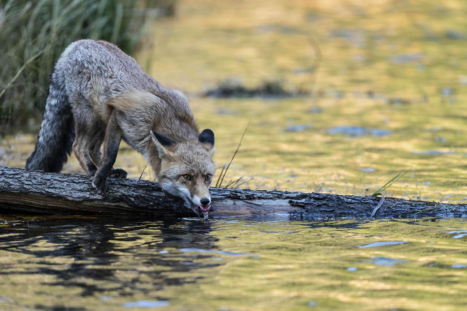 Fuchs am Wasser