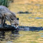 Fuchs am Wasser