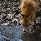 Fuchs am Wasser