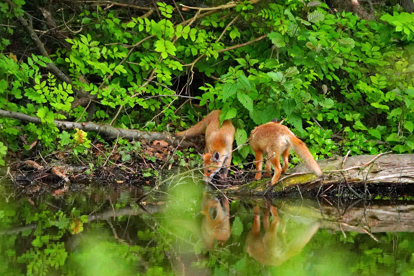 Fuchs am Wasser 