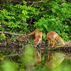 Fuchs am Wasser 