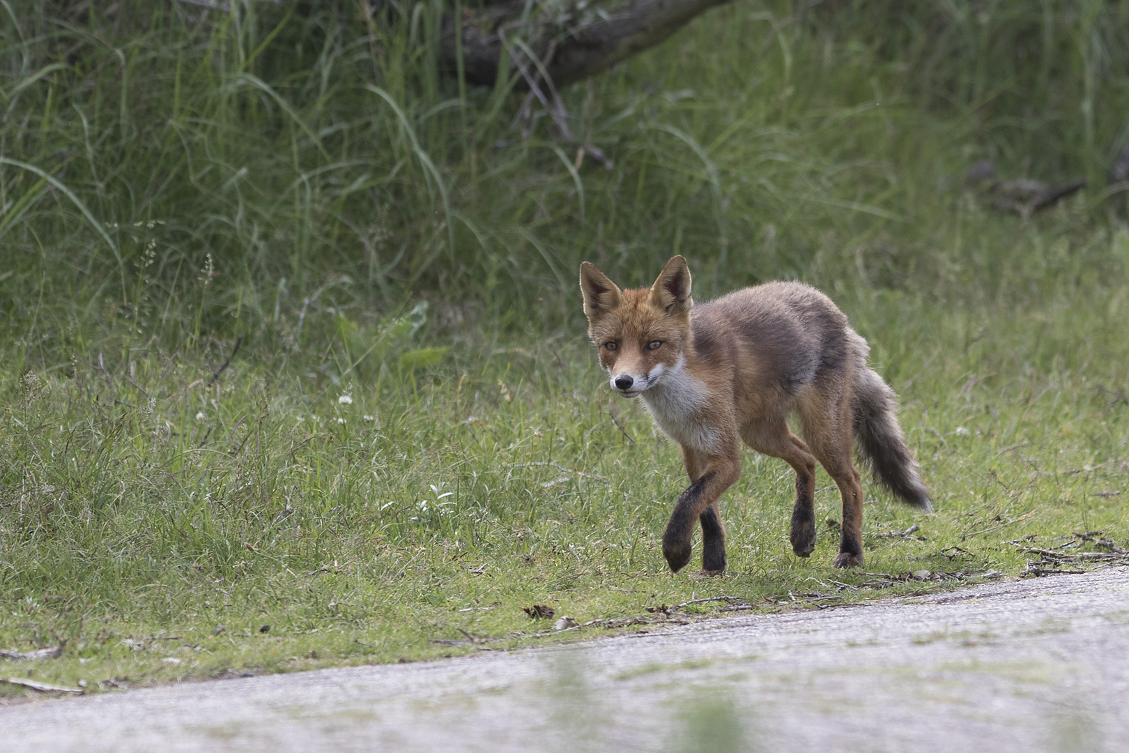 Fuchs am Wegesrand