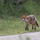 Fuchs am Wegesrand