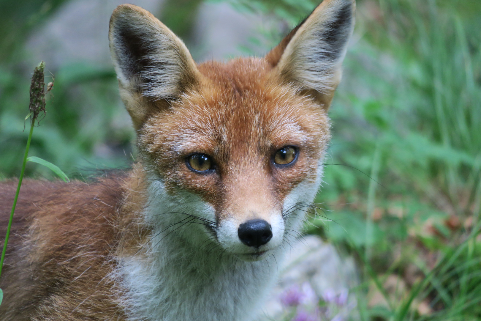 Fuchs am Wegesrand