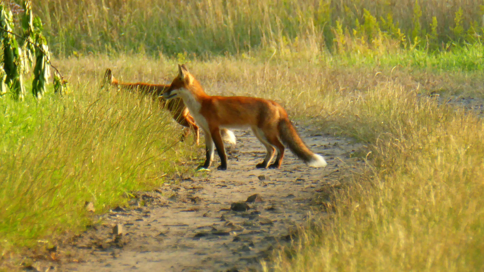 Fuchs am Wegesrand