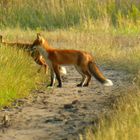 Fuchs am Wegesrand