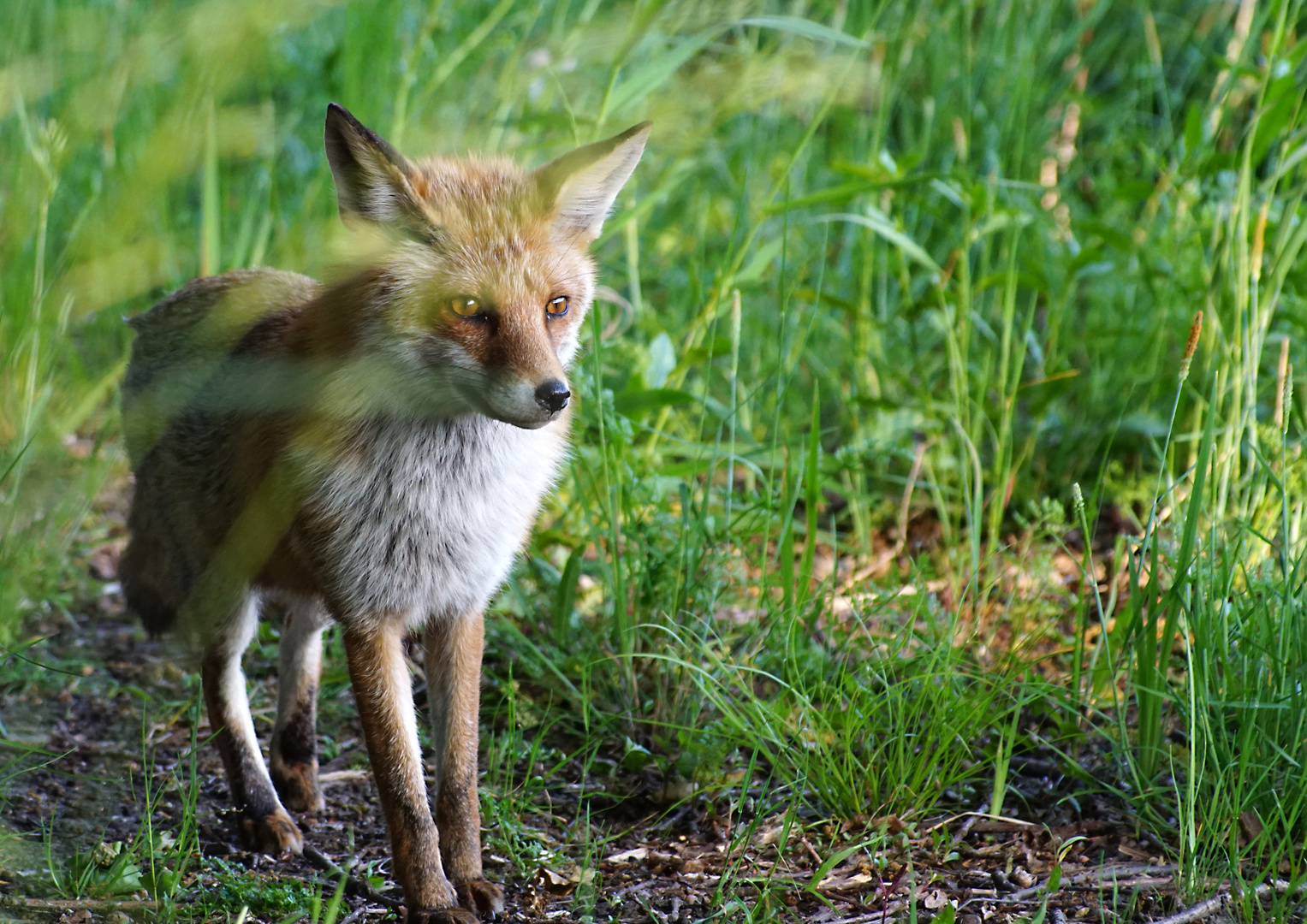 Fuchs am Wiesenrain