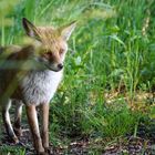 Fuchs am Wiesenrain