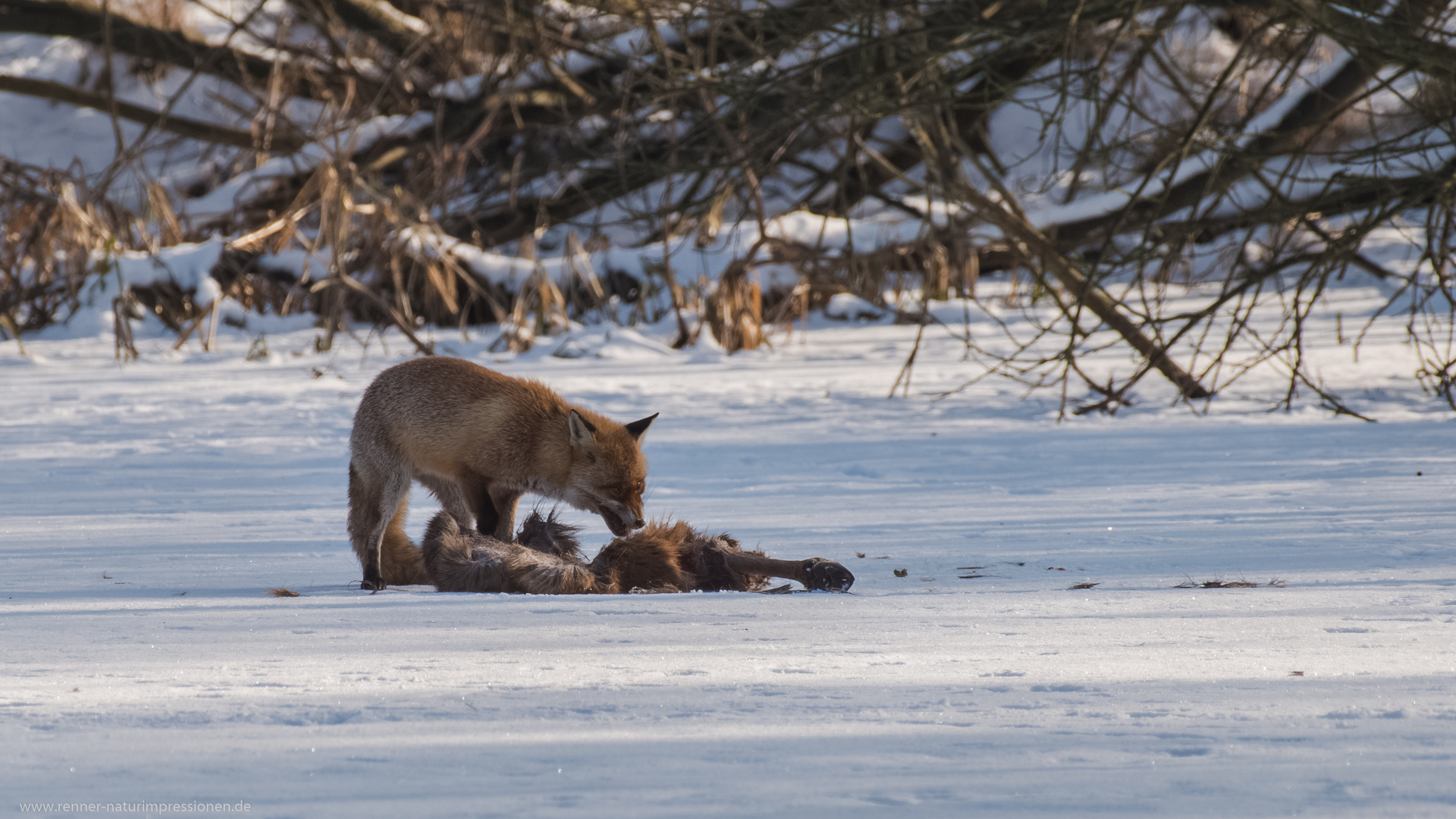 Fuchs am Wolfsriß