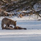 Fuchs am Wolfsriß