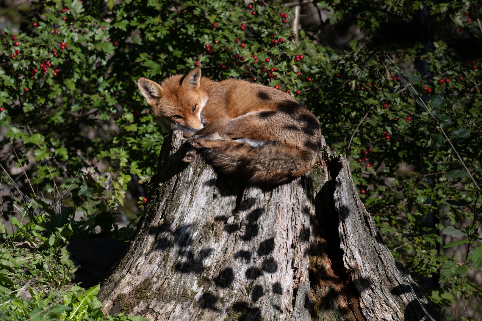 Fuchs an der Sonne