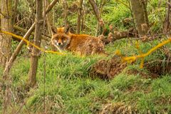 Fuchs an seinen Bau 