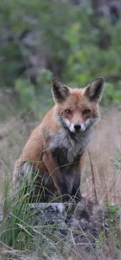 Fuchs auf Baumstumpf 