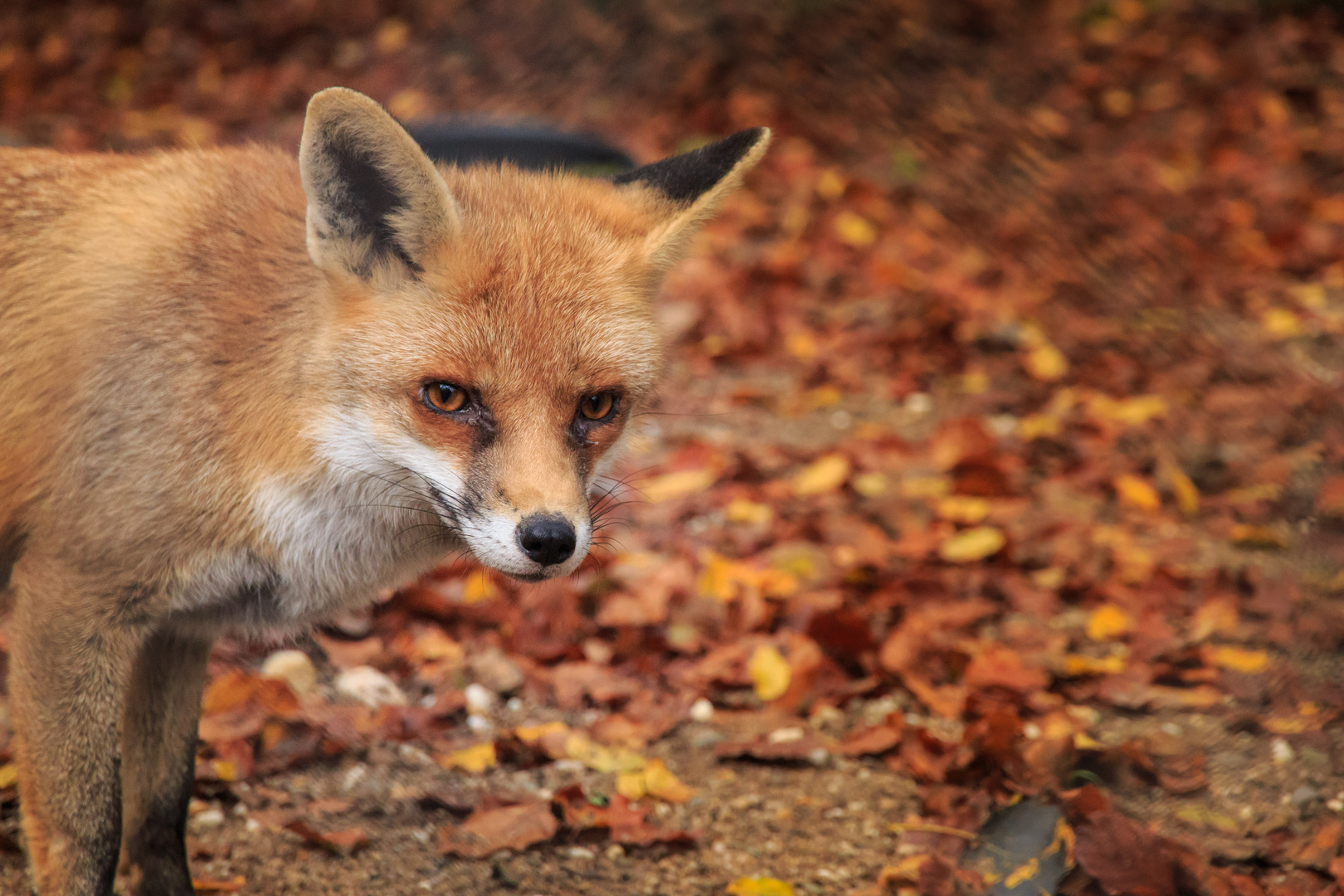 Fuchs auf Besuch