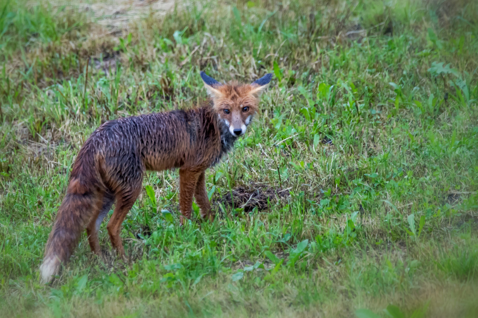 Fuchs auf Beutefang /  1