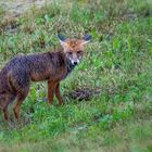 Fuchs auf Beutefang /  1