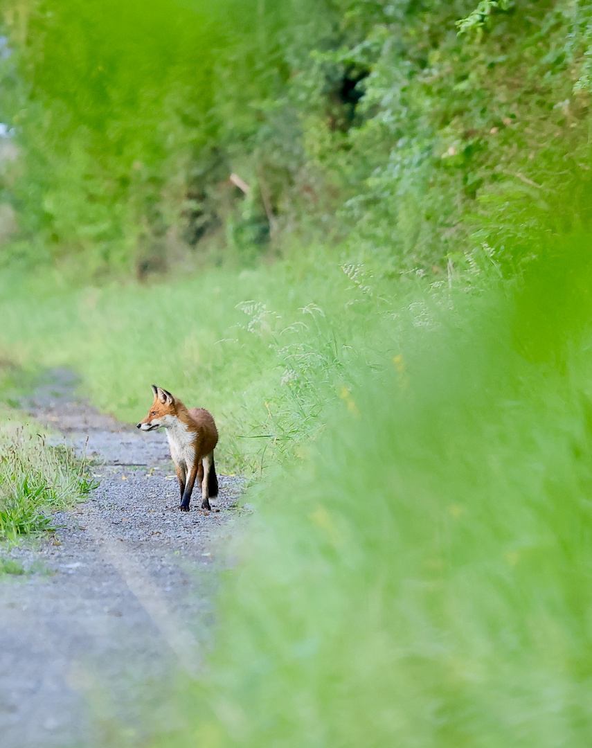 Fuchs auf Beutezug 01